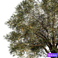 Oak tree_1 3D Model Corona