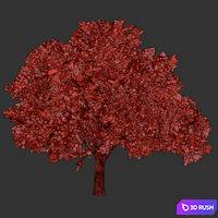 Oak tree_1 3D Model Corona