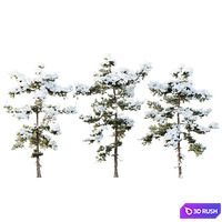 AV Plants Pinus Echinata Winter Snow Set03 3D Model Vray, Corona