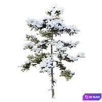 AV Plants Pinus Echinata Winter Snow Set03 3D Model Vray, Corona