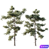 AV Plants Pinus Echinata Winter Snow Set03 3D Model Vray, Corona