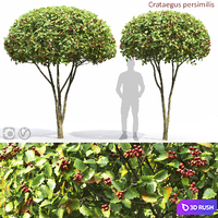 Crataegus 3D Model Vray, Corona