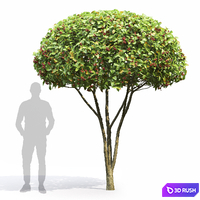 Crataegus 3D Model Vray, Corona