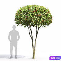 Crataegus 3D Model Vray, Corona