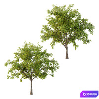 Prunus pseudocerasus Fruit Tree 03 3D Model Vray, Corona