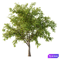 Prunus pseudocerasus Fruit Tree 03 3D Model Vray, Corona