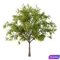 Prunus pseudocerasus Fruit Tree 03 3D Model Vray, Corona