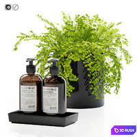 Maidenhair ferns, adiantum tenerum, capillus veneris with decor set for bathroom 3D Model Vray, Corona