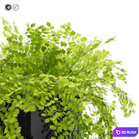 Maidenhair ferns, adiantum tenerum, capillus veneris with decor set for bathroom 3D Model Vray, Corona