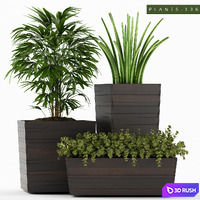PLANTS 136 3D Model Vray