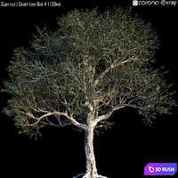 Quercus | Coast Live Oak # 1 (30m) 3D Model Vray, Corona