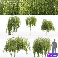 Betula pendula Youngii # 1 (1.7-2.3m) 3D Model Corona
