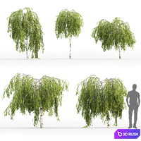 Betula pendula Youngii # 1 (1.7-2.3m) 3D Model Corona
