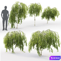 Betula pendula Youngii # 1 (1.7-2.3m) 3D Model Corona