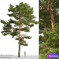 Pine 3D Model Corona