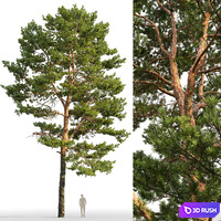 Pine 3D Model Corona