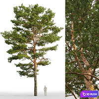 Pine 3D Model Corona
