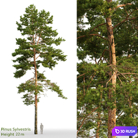 Pine 3D Model Corona