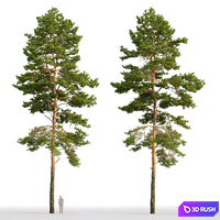 Pine 3D Model Corona