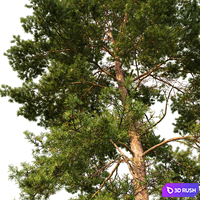 Pine 3D Model Corona