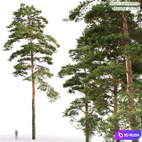 Pine 3D Model Corona