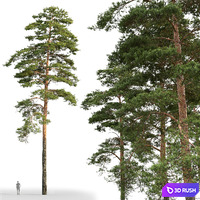 Pine 3D Model Corona