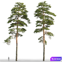 Pine 3D Model Corona