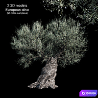 Olive European 3D Model Corona