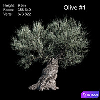 Olive European 3D Model Corona