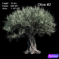 Olive European 3D Model Corona