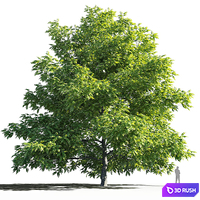 Manchurian Walnut (Juglans mandshurica) 3D Model Corona