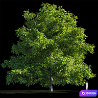 Manchurian Walnut (Juglans mandshurica) 3D Model Corona