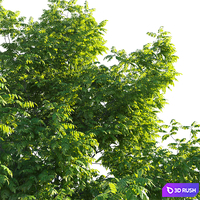 Manchurian Walnut (Juglans mandshurica) 3D Model Corona