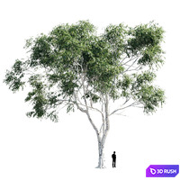 Eucalyptus 8 3D Model Vray