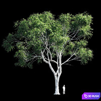 Eucalyptus 8 3D Model Vray