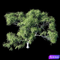 Eucalyptus 8 3D Model Vray