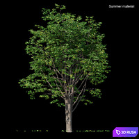 Maple 3D Model Corona