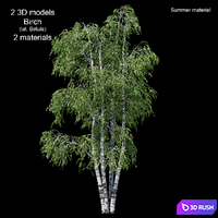 Birch tree 3D Model Corona