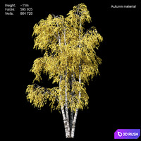Birch tree 3D Model Corona