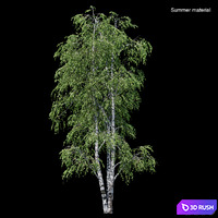 Birch tree 3D Model Corona