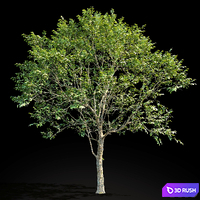 Elm (Elm) 8 m 3D Model Vray, Corona