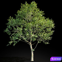 Elm (Elm) 8 m 3D Model Vray, Corona