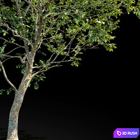 Elm (Elm) 8 m 3D Model Vray, Corona