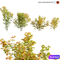 Acer circinatum | Vine Maple 02 3D Model Vray, Corona