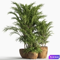 Indoor_Plant_Set_30 3D Model Vray, Corona