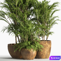 Indoor_Plant_Set_30 3D Model Vray, Corona