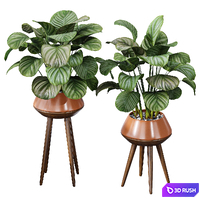 Calathea Orbifolia House Plant 3D Model Vray, Corona