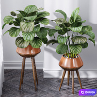 Calathea Orbifolia House Plant 3D Model Vray, Corona
