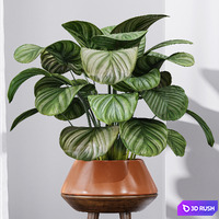 Calathea Orbifolia House Plant 3D Model Vray, Corona