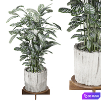 Calathea Oppenheimiana - Pflanzen Karl House Plant 3D Model Vray, Corona